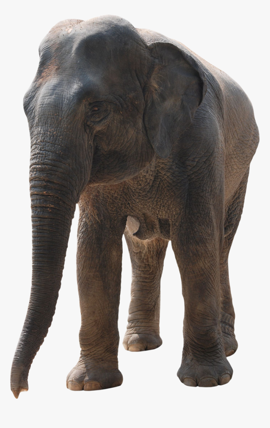 African-elephant - Photoshop Elephant Png, Transparent Png, Free Download