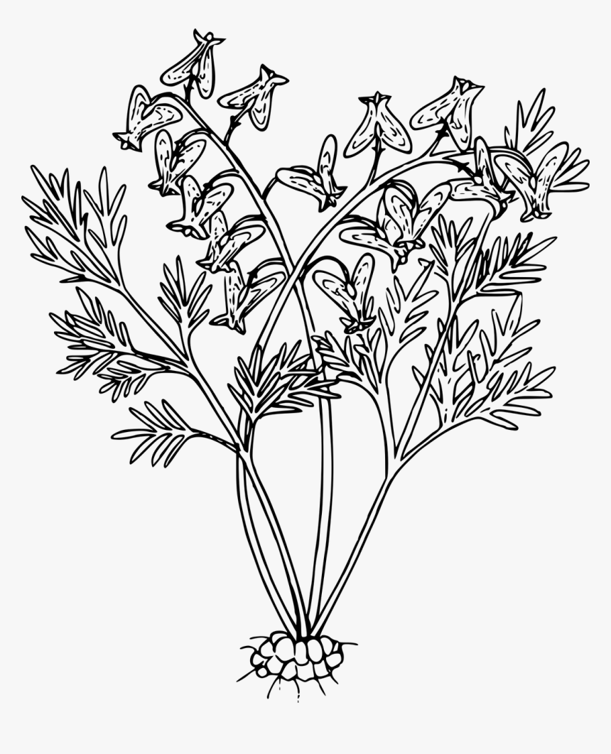 Line Drawing Of Plants, HD Png Download, Free Download