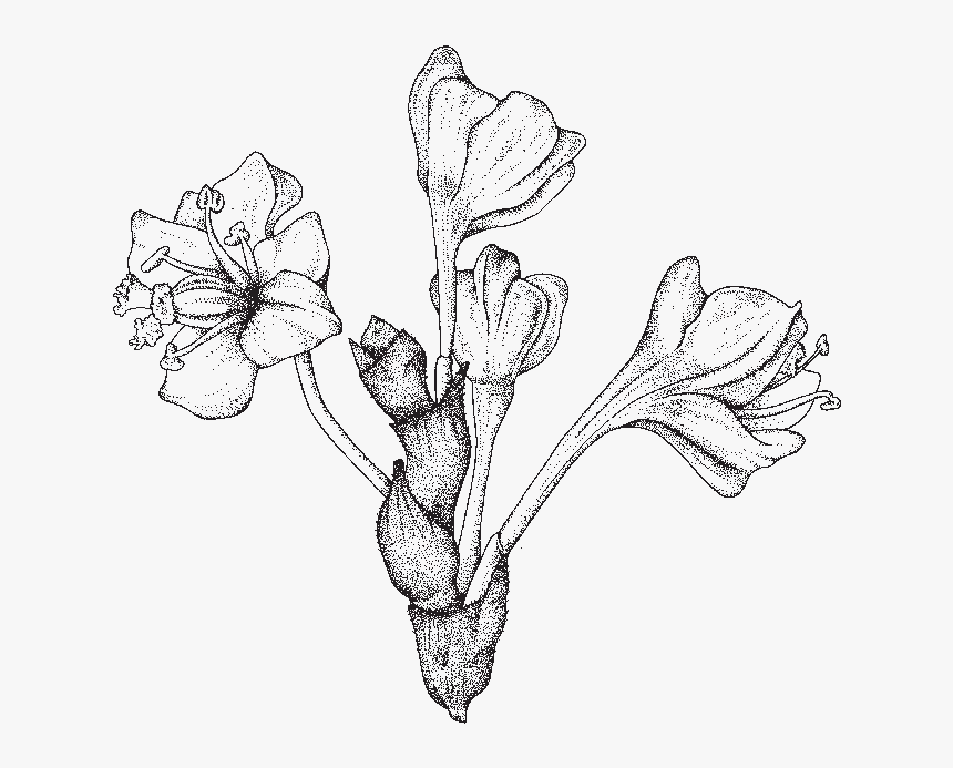 Bud Drawing Plant - Scientific Flower Drawing Png, Transparent Png, Free Download