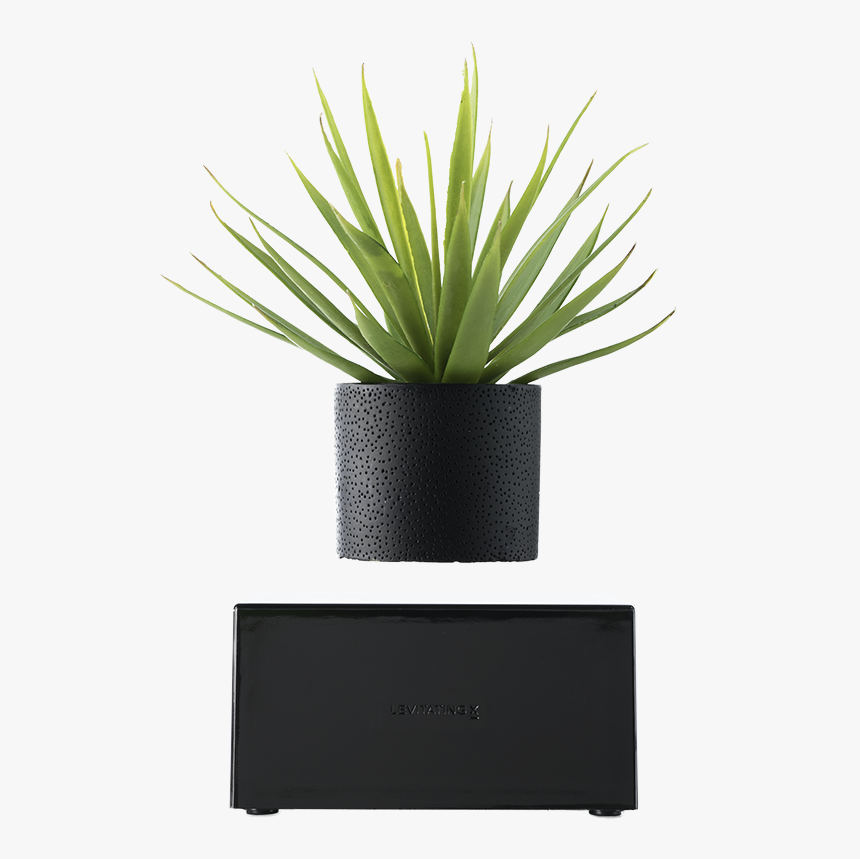 Plant In Black Vase, HD Png Download, Free Download