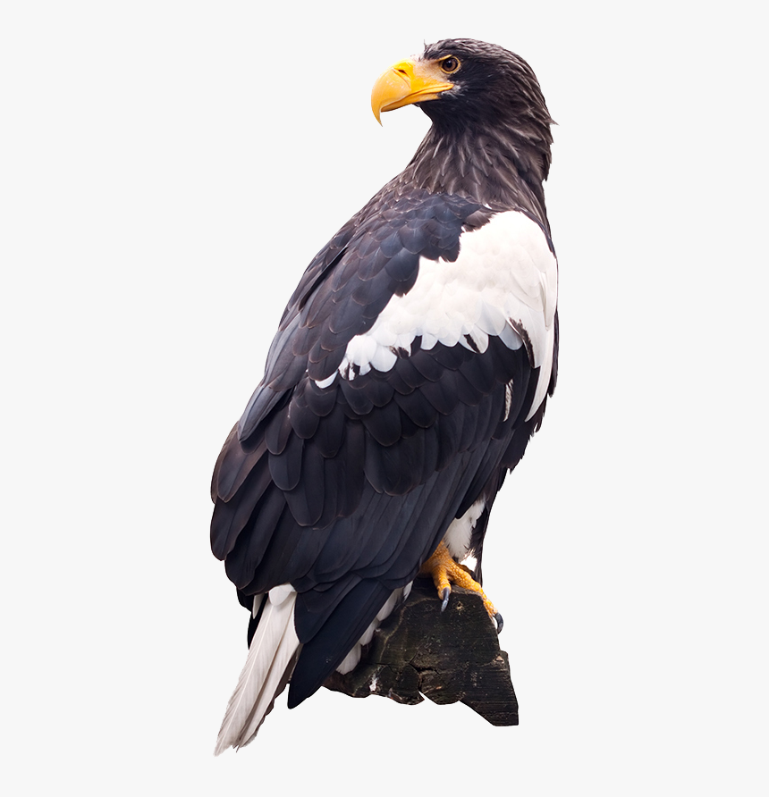 Steller"s Sea Eagle Png , Png Download - White Tailed Eagle Png, Transparent Png, Free Download