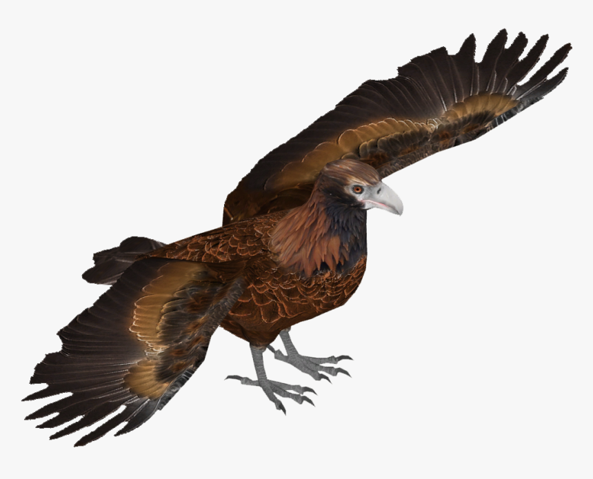 Wedge Tailed Eagle - Wedge Tailed Eagle Png, Transparent Png, Free Download