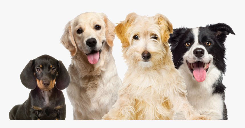 Transparent Pet Shop Png - White Golden Retriever Png, Png Download, Free Download