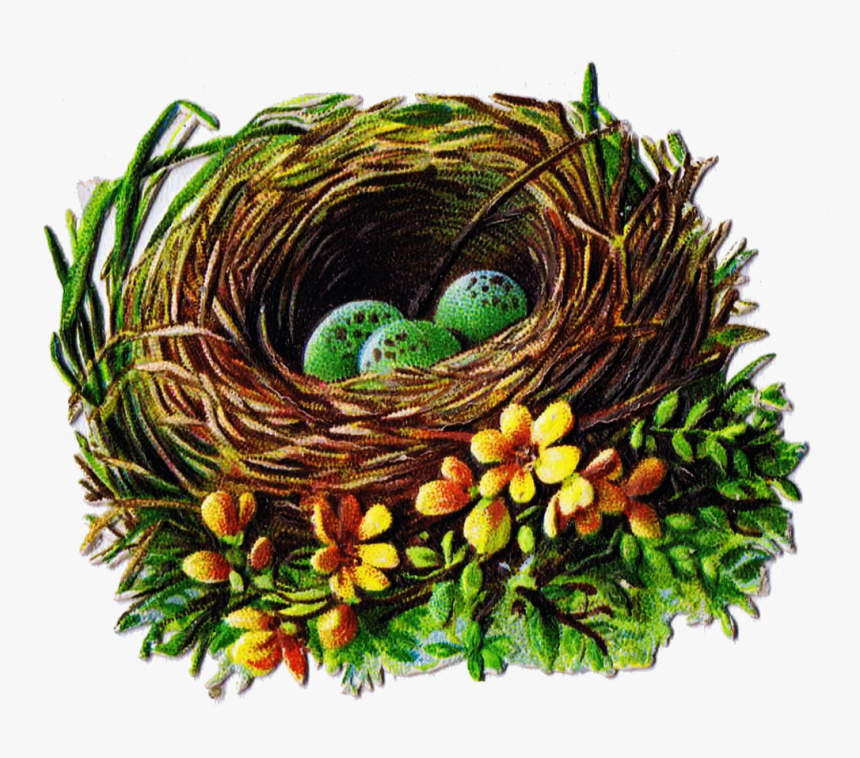 Transparent Nest Clipart - Printable Images Of Bird Nests, HD Png Download, Free Download