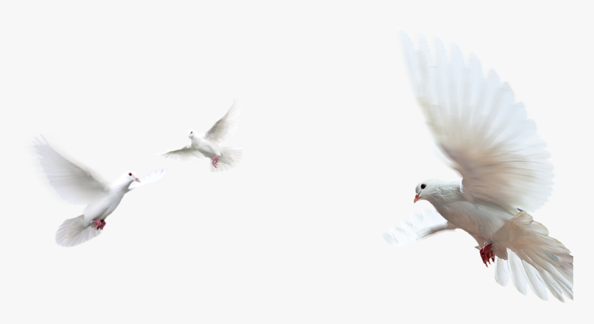 Doves As Symbols Rock Dove Image Peace Portable Network - Pomba Da Paz Png, Transparent Png, Free Download