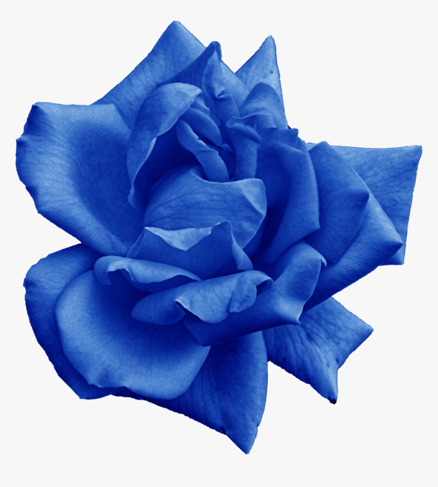 Png File Size - Blue Rose, Transparent Png, Free Download