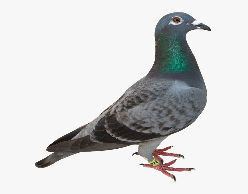 Pigeon Png - Free Pigeon Png, Transparent Png, Free Download