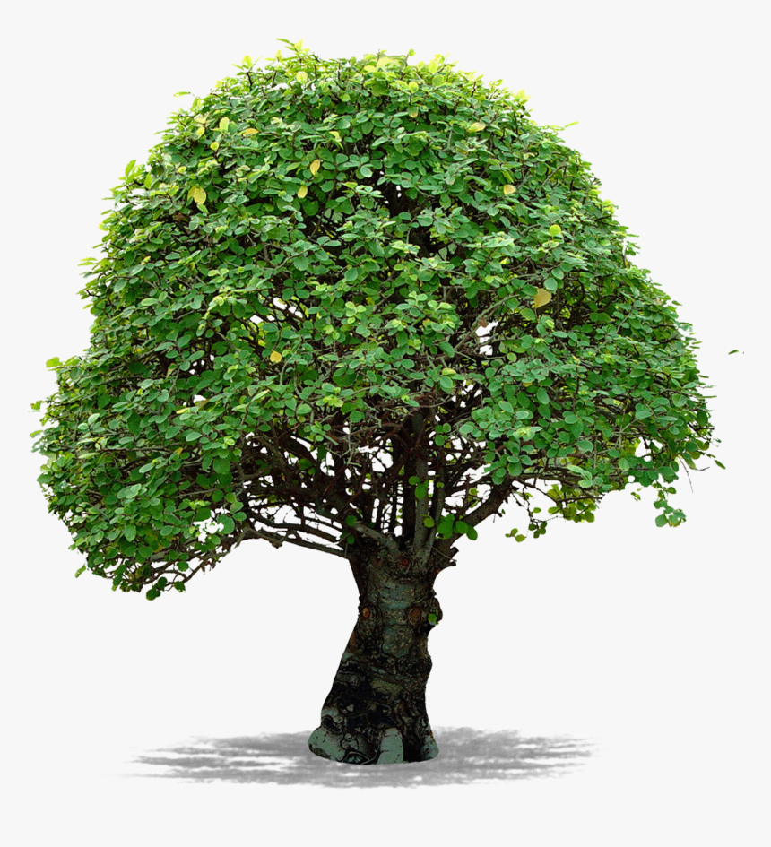 Arbol Png, Transparent Png, Free Download