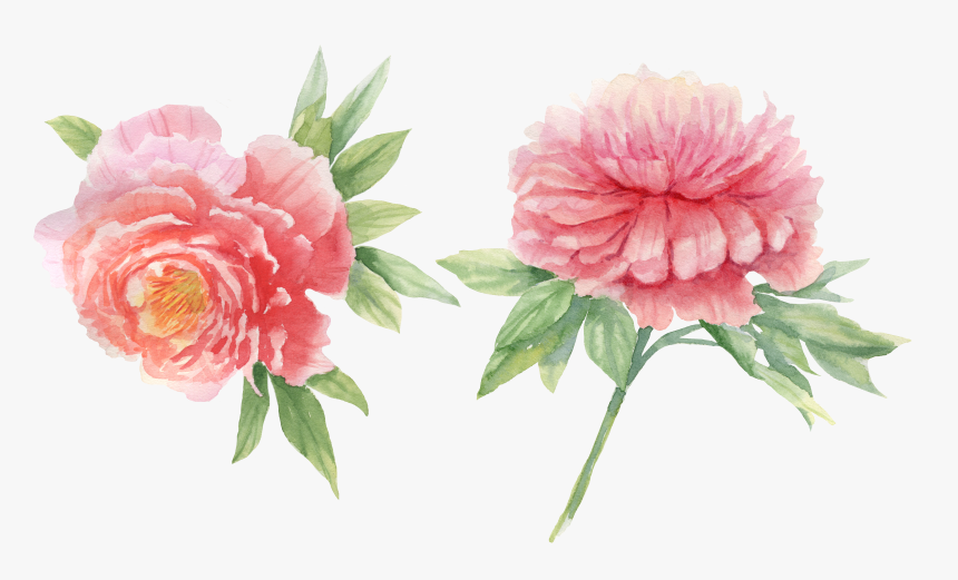 Peony, HD Png Download, Free Download