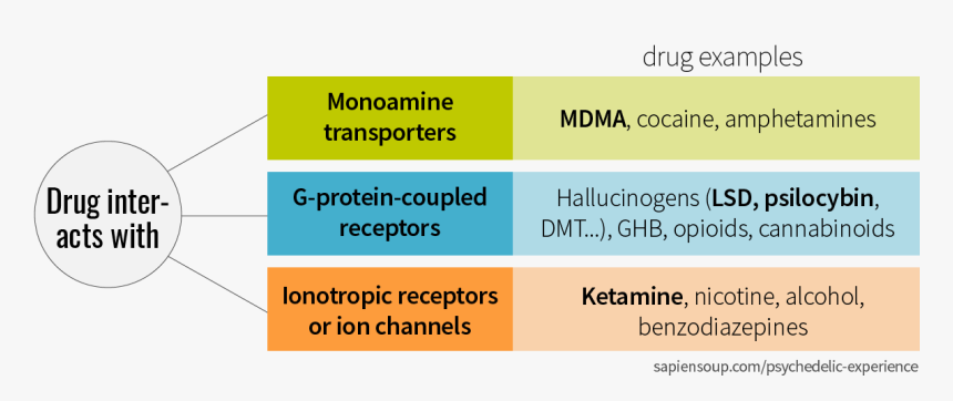 Drugs Classification By Monoamine Transporter, G-protein - Mushrooms Vs Acid Visuals, HD Png Download, Free Download