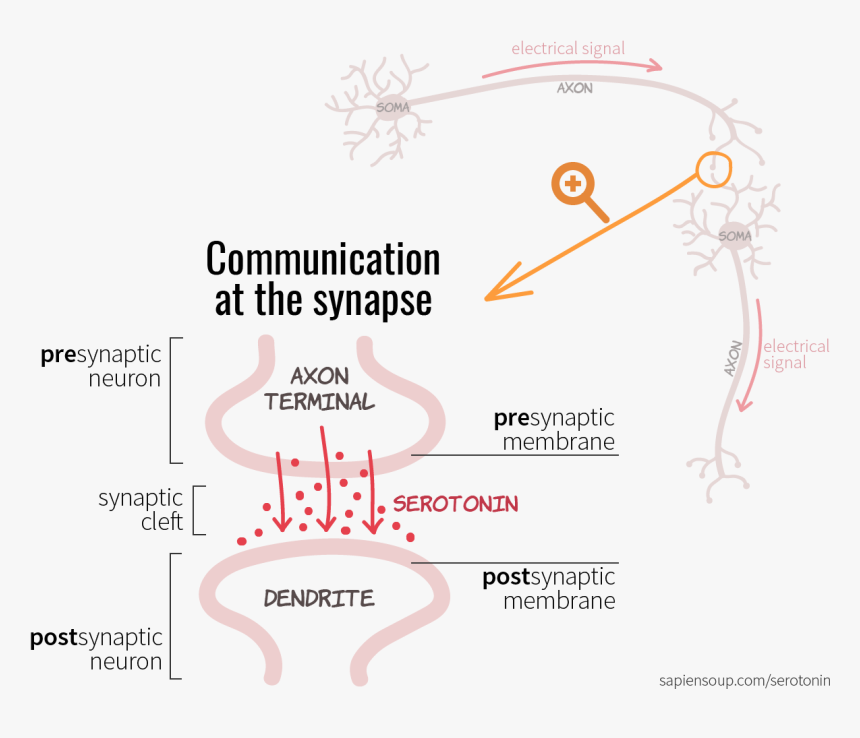 Chemical Communication At The Synapse Between Presynaptic - Ink, HD Png Download, Free Download