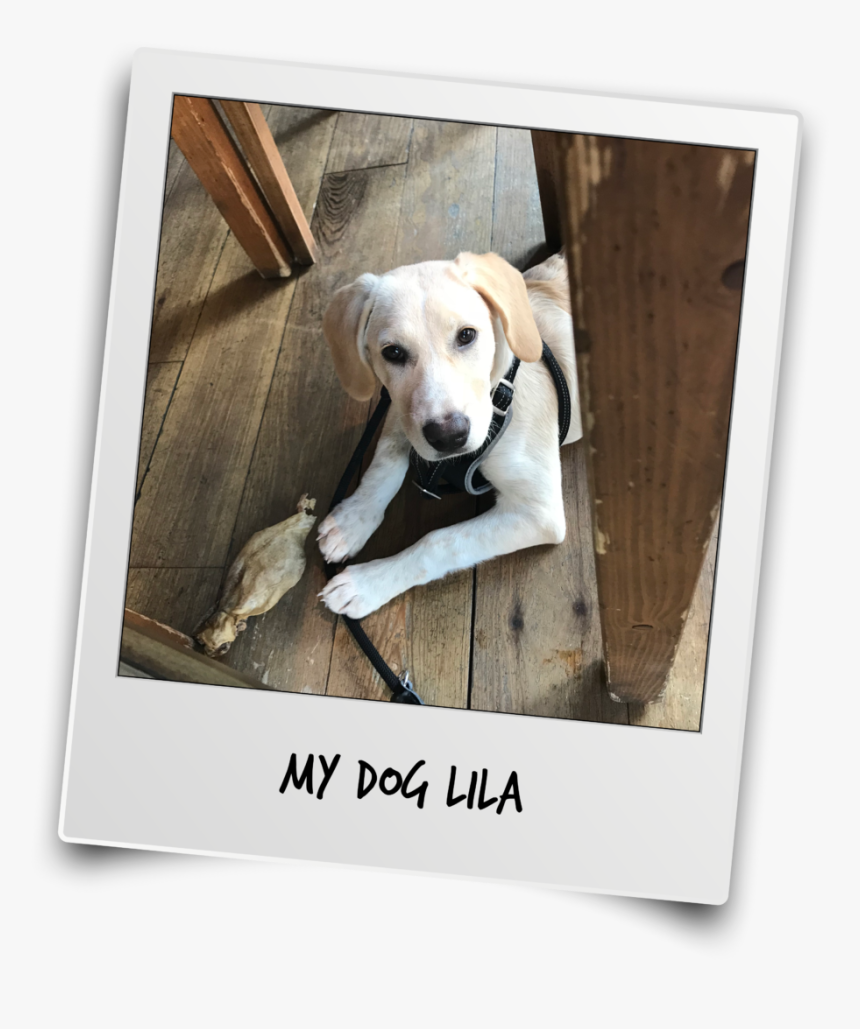 Thanks Mr T And Team For The Interview - Labrador Retriever, HD Png Download, Free Download