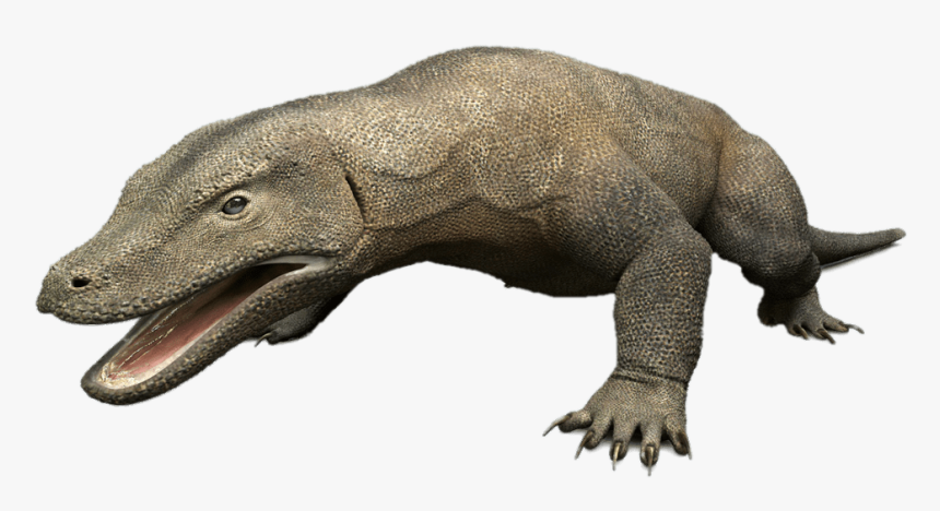 Komodo Dragon 3d Model - Komodo Dragon Png, Transparent Png, Free Download