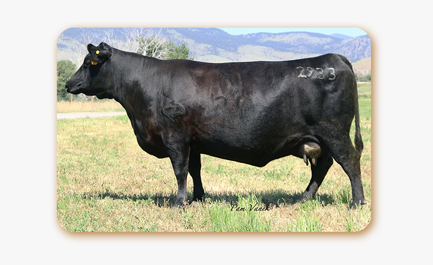 Rblady - Dairy Cow, HD Png Download, Free Download