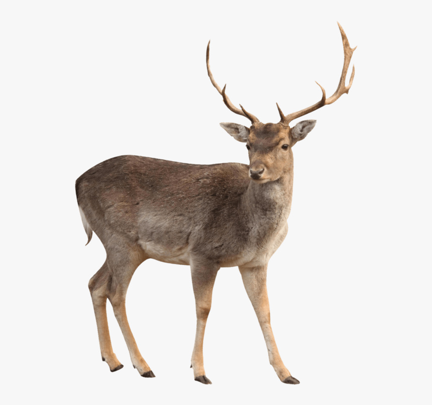 Deer - White Tailed Deer Png, Transparent Png, Free Download