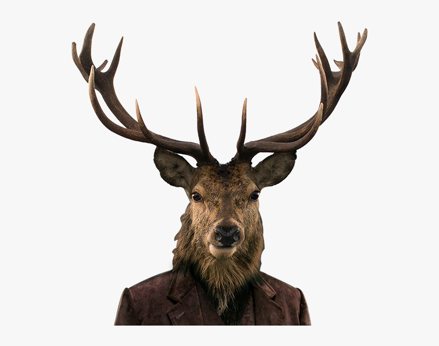Stag Png, Transparent Png, Free Download