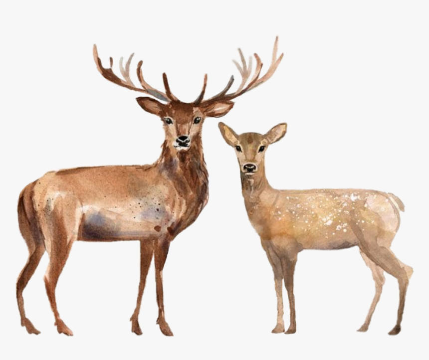 Watercolor Handpainted Deer Stag Doe Family Couple