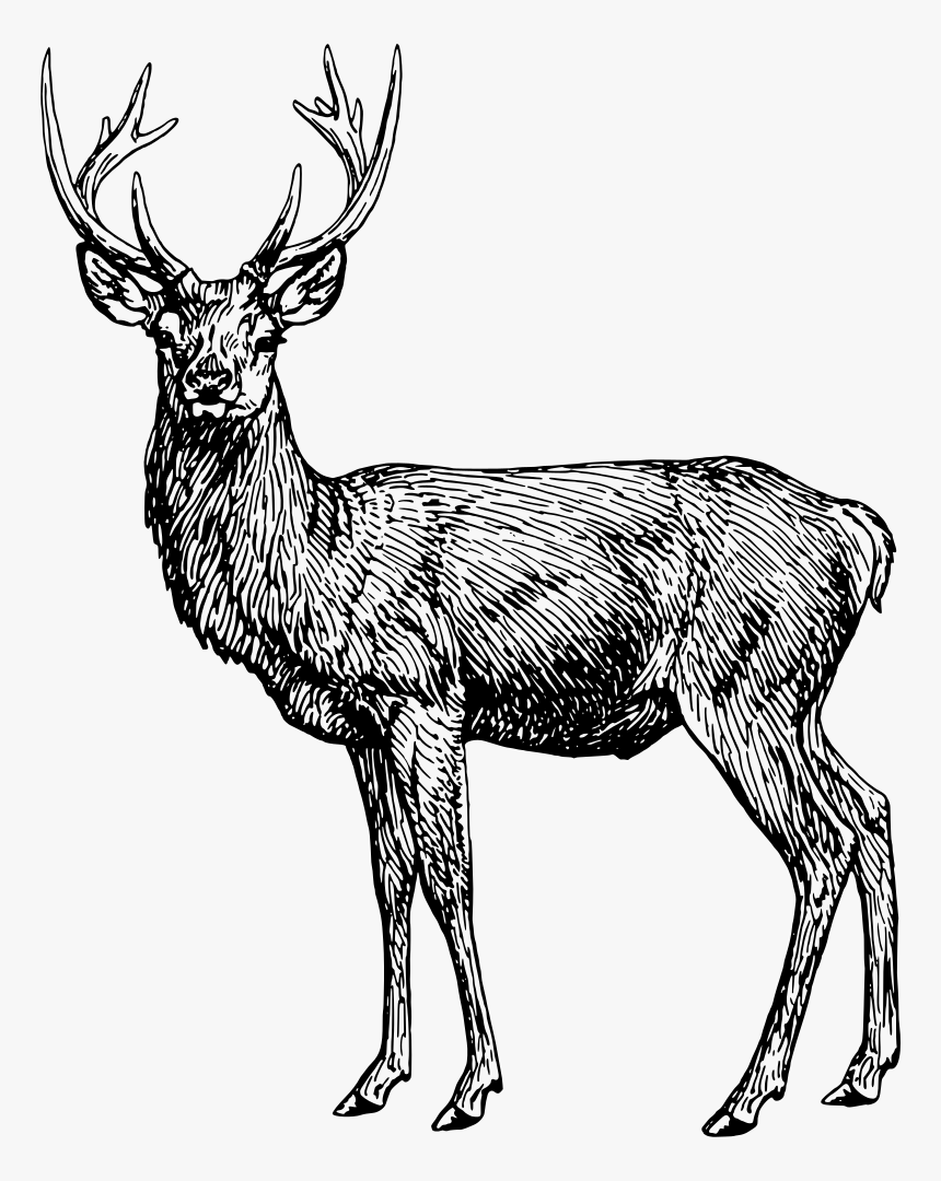 Stag - Coloring Book, HD Png Download, Free Download