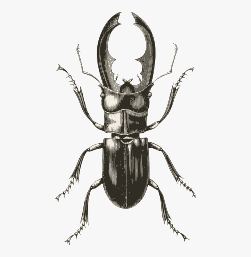 Rhinoceros - Stag Beetle Vintage Illustration, HD Png Download - kindpng.