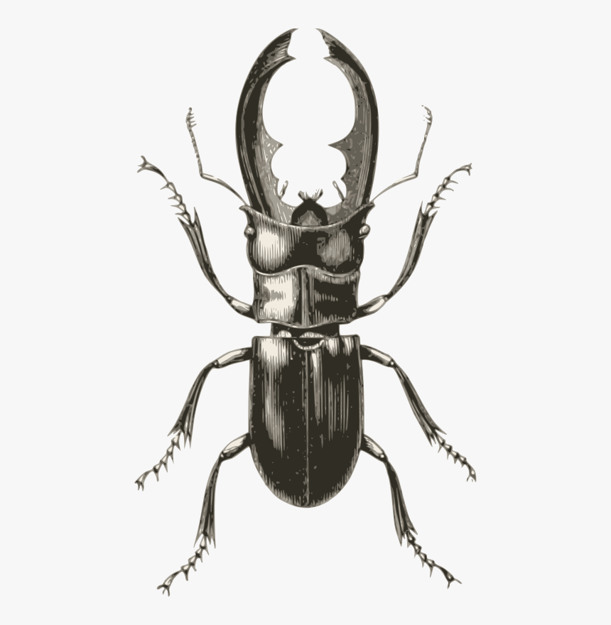 Rhinoceros - Stag Beetle Vintage Illustration, HD Png Download, Free Download