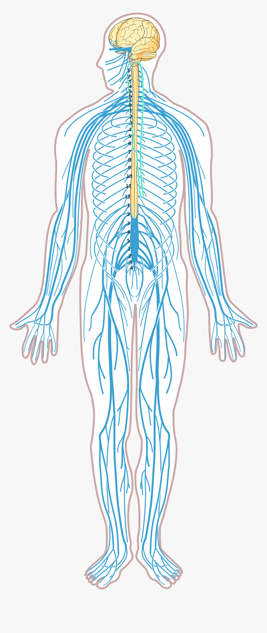 Thumb Image - Nervous System Diagram No Labels, HD Png Download, Free Download