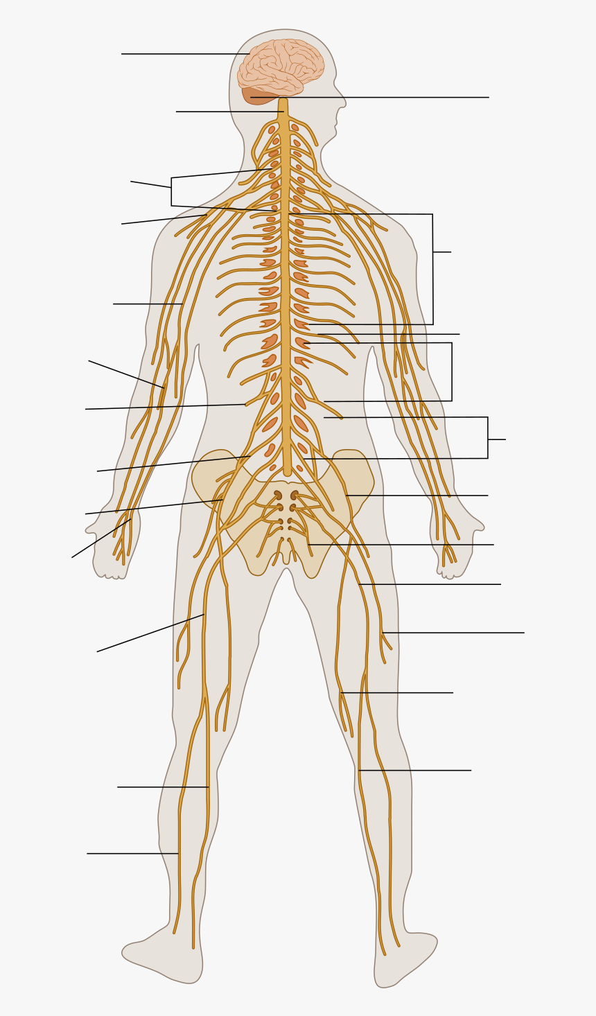 Lower Body Nervous System, HD Png Download, Free Download