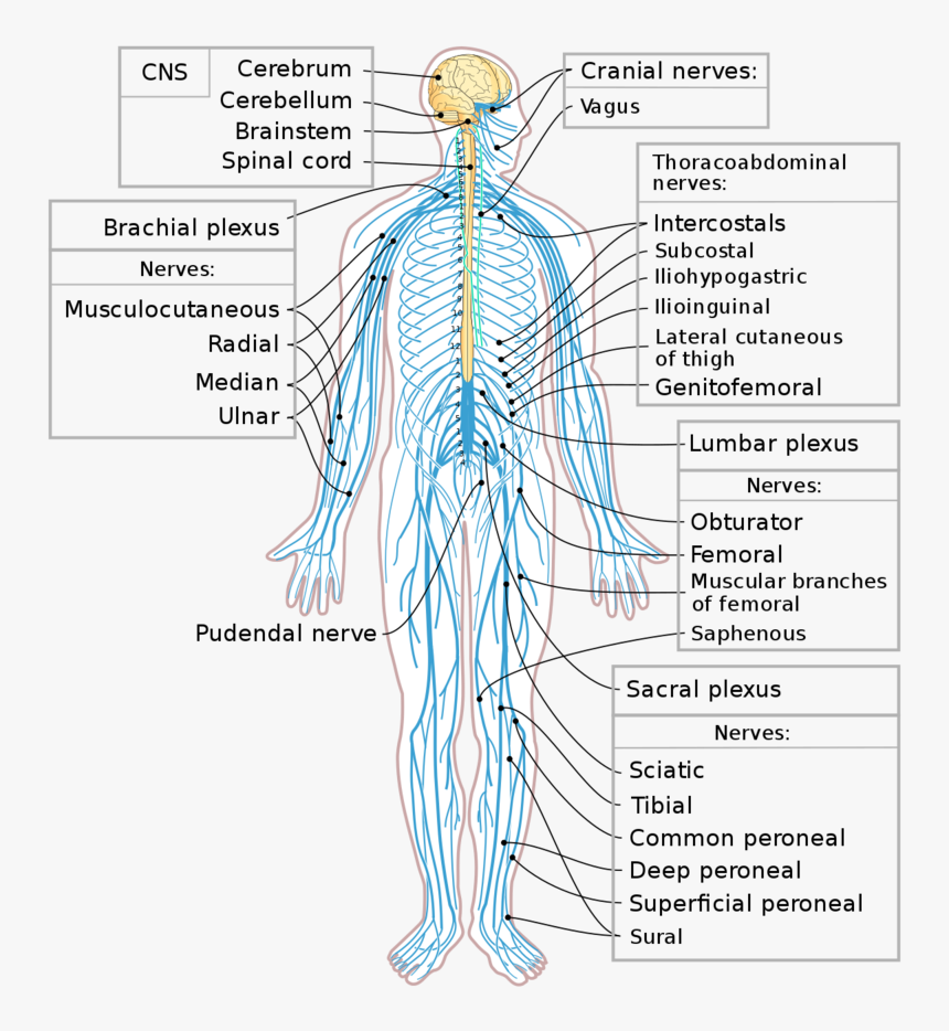 Png Nervous System-pluspng - Nervous System, Transparent Png, Free Download