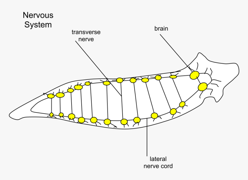 Planaria Nervous - Ladder Nervous System, HD Png Download, Free Download