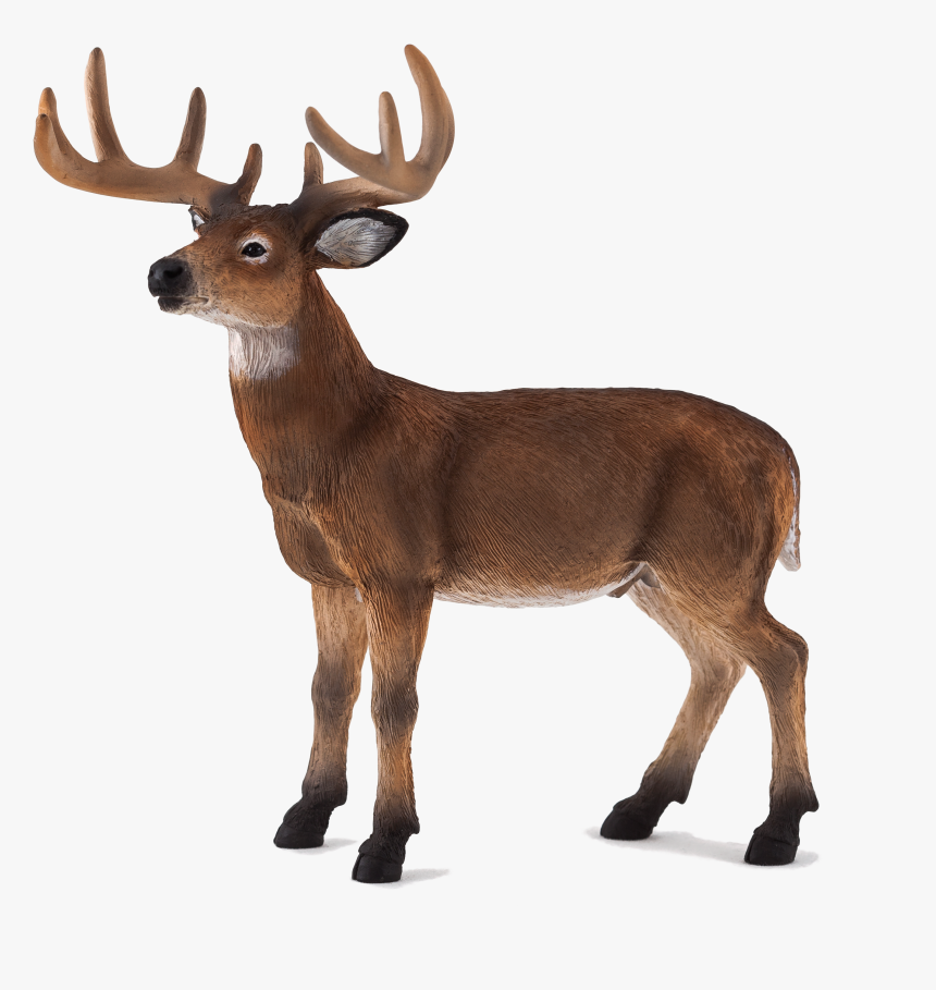 White Tailed Deer Mojo, HD Png Download, Free Download