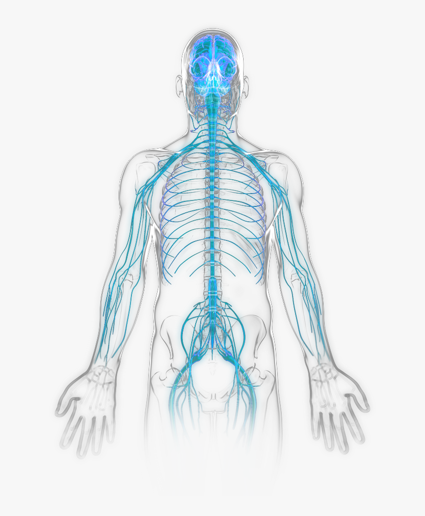 Nervous System Becomes Active - Unlabeled Nervous System Clipart, HD Png Download, Free Download