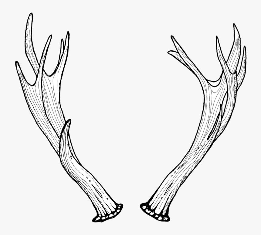 Antlers Web Pair-2 - Sketch, HD Png Download, Free Download