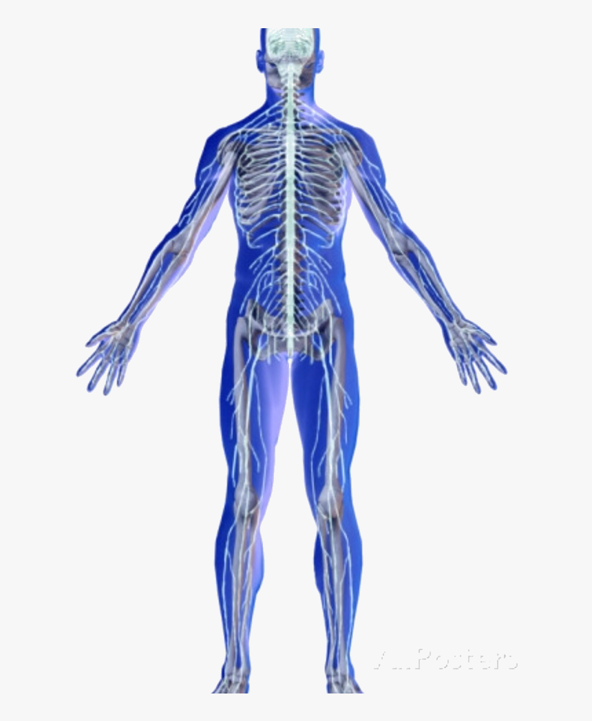 Skeletal And Nervous System , Png Download - Male, Transparent Png, Free Download