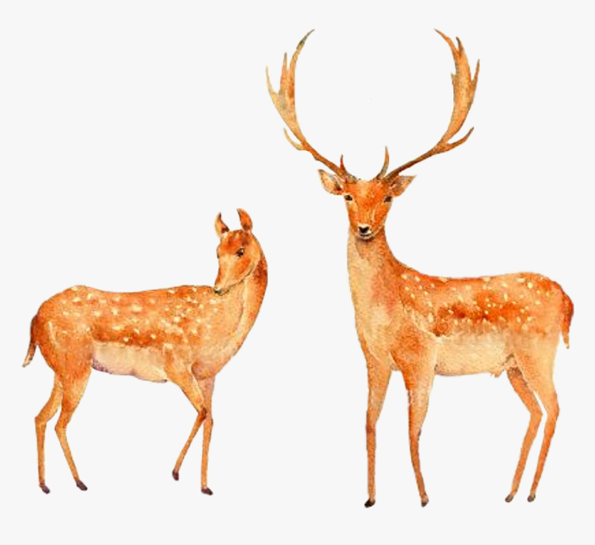 Watercolor Deer Doe Stag Couple Clipart Handdrawn