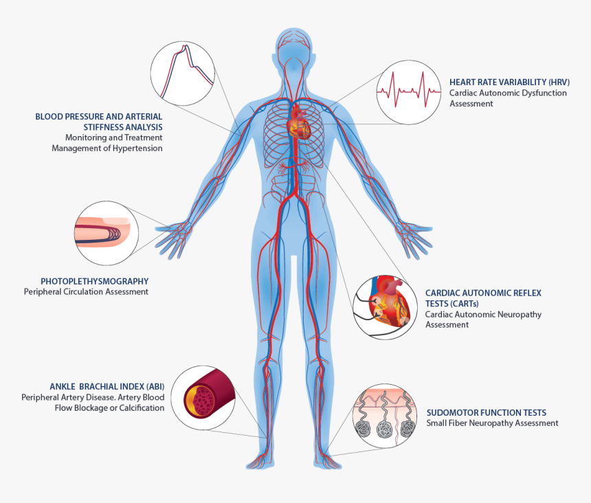 Transparent Circulatory System Png - Human Circulatory System Png, Png Download, Free Download