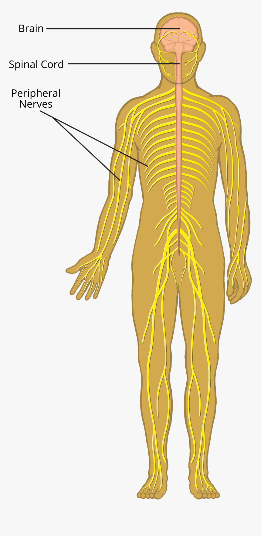 Central Nervous System Diagram Unlabeled Diagram Cns Diagram Full 