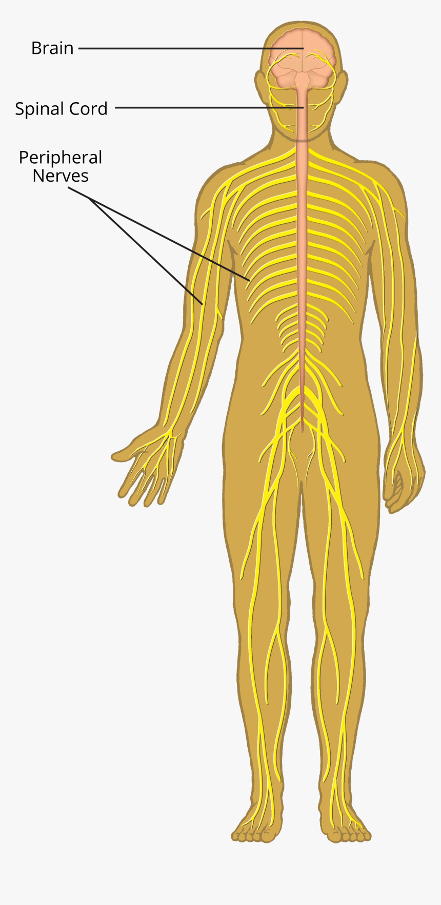 Central Nervous System Transparent , Png Download - Central Nervous System Transparent, Png Download, Free Download