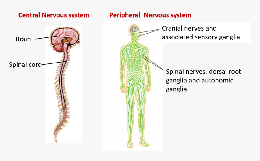 Central And Peripheral Nervous System, HD Png Download, Free Download