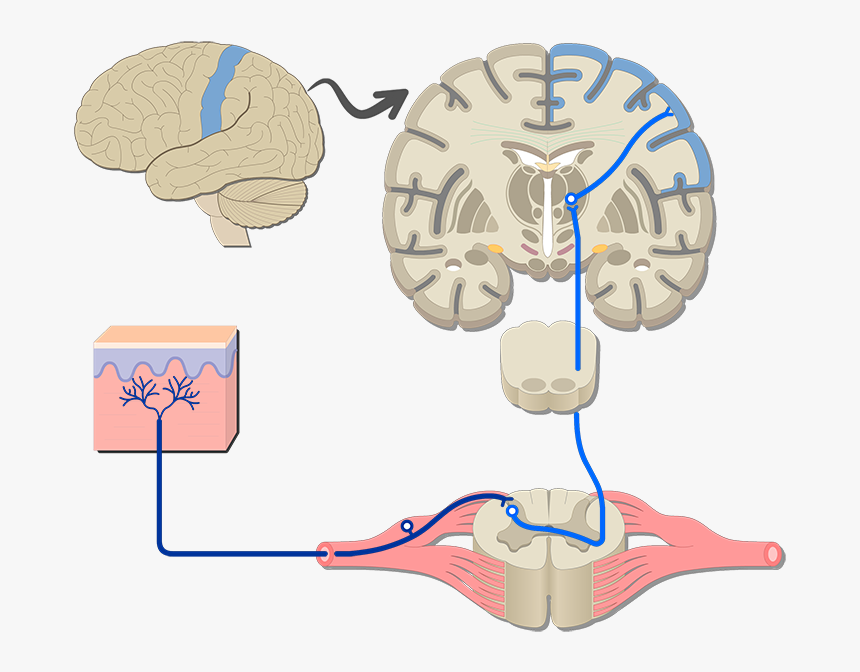 An Image Showing The Sensory Pathway Of The Somatic - Function Of Nervouse System, HD Png Download, Free Download