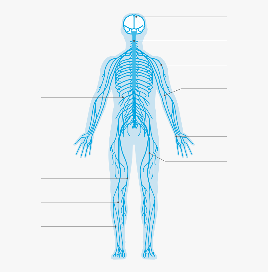 Nervous System Transparent Background, HD Png Download, Free Download