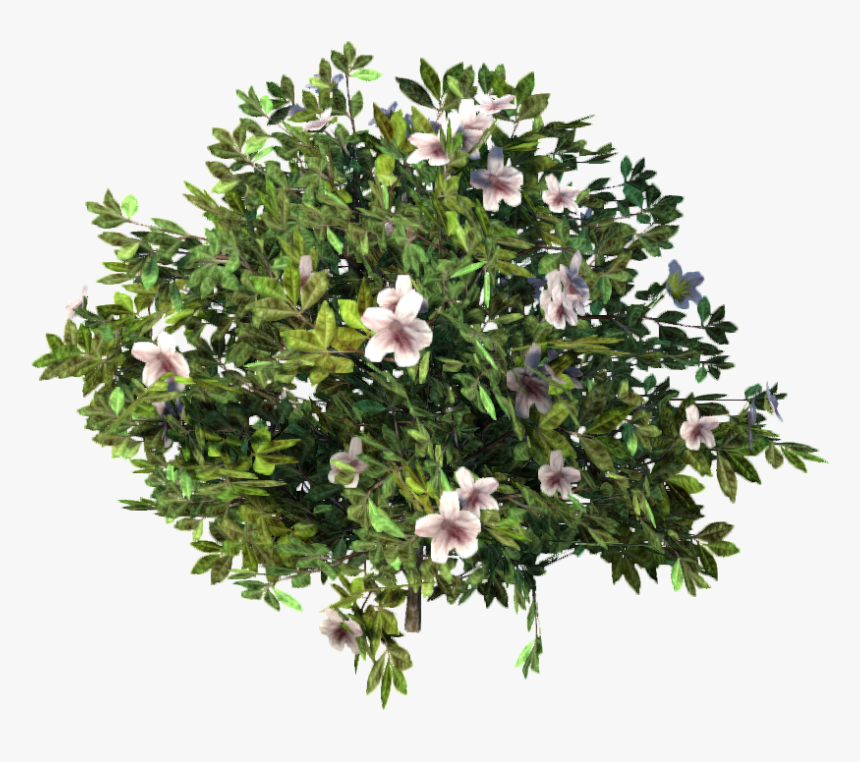 Azalea , Png Download - Azalea Png, Transparent Png, Free Download