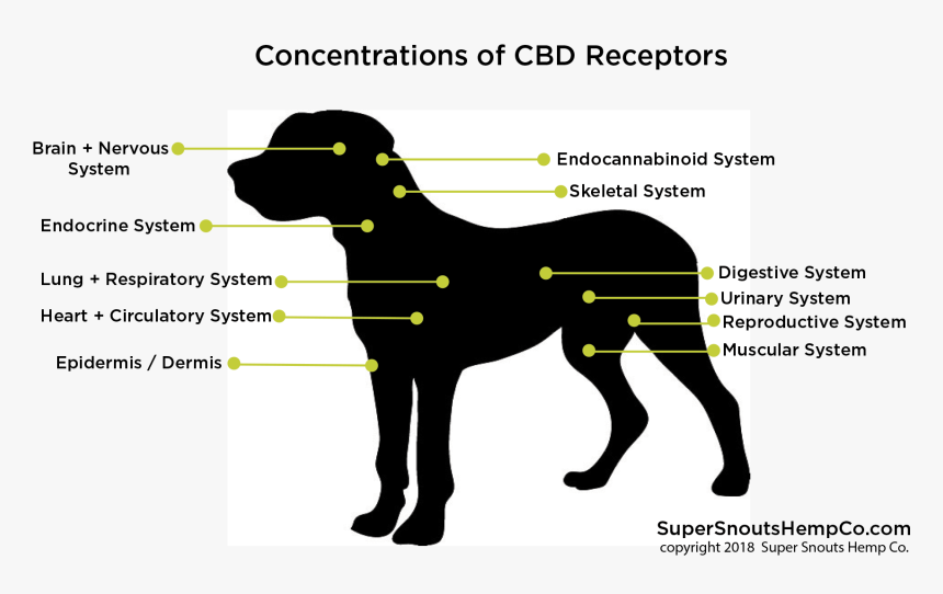 Cbd Receptor Dog - Endocannabinoid System For Pets, HD Png Download, Free Download
