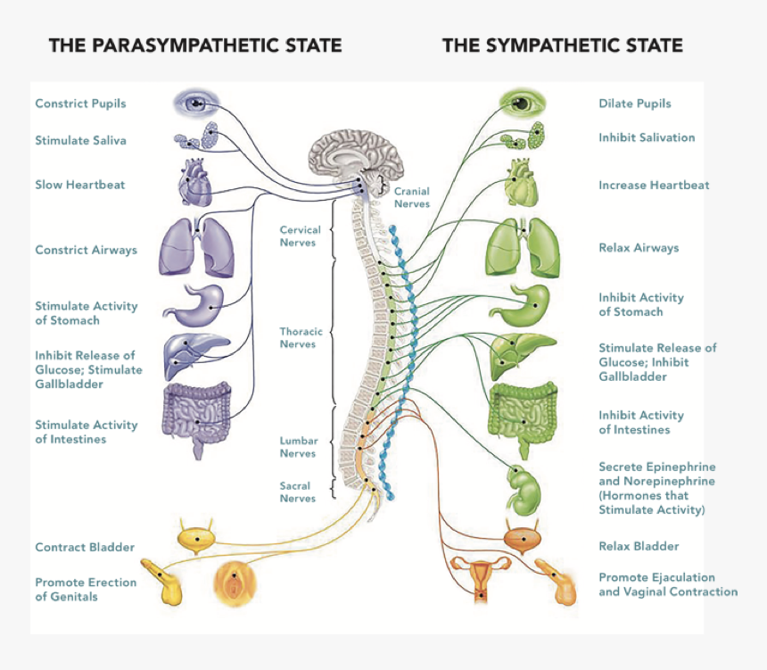 Parasympathetic Somatic Nervous System , Png Download - Cranial And Sacral Nerves, Transparent Png, Free Download