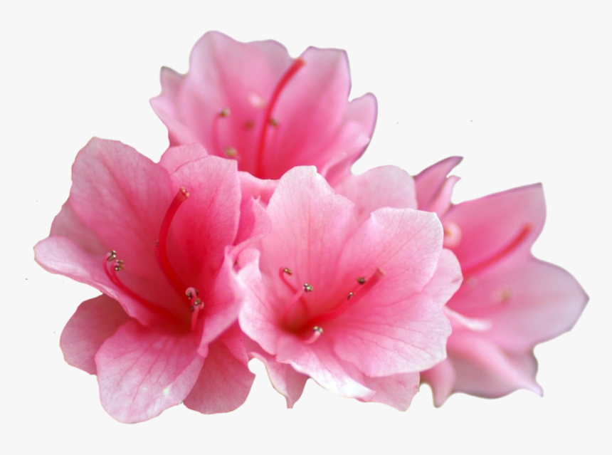 Wings Of Fire Fanon Wiki - Azaleas Transparent Background, HD Png Download, Free Download