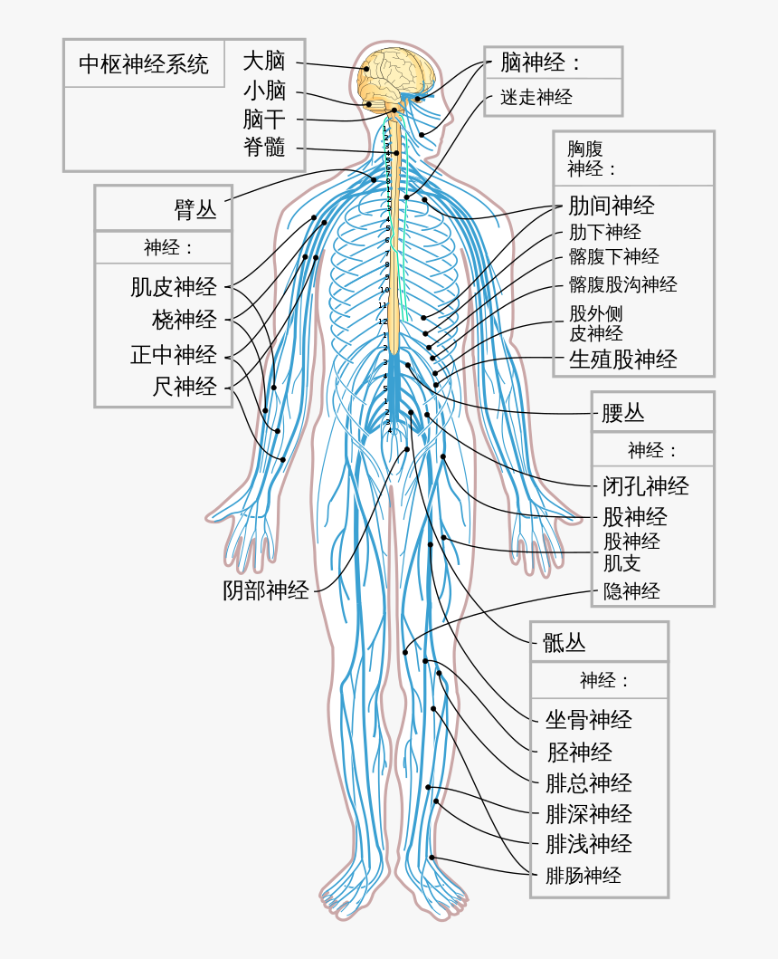 Human Nervous System, HD Png Download, Free Download