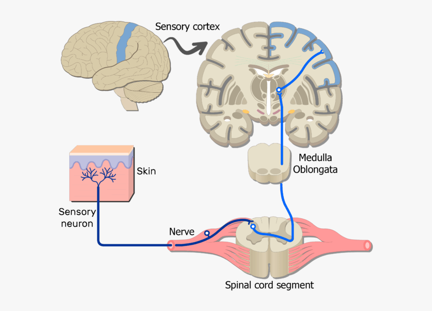 An Image Showing The Sensory Pathway Of The Somatic - Motor Neuron In Brain, HD Png Download, Free Download