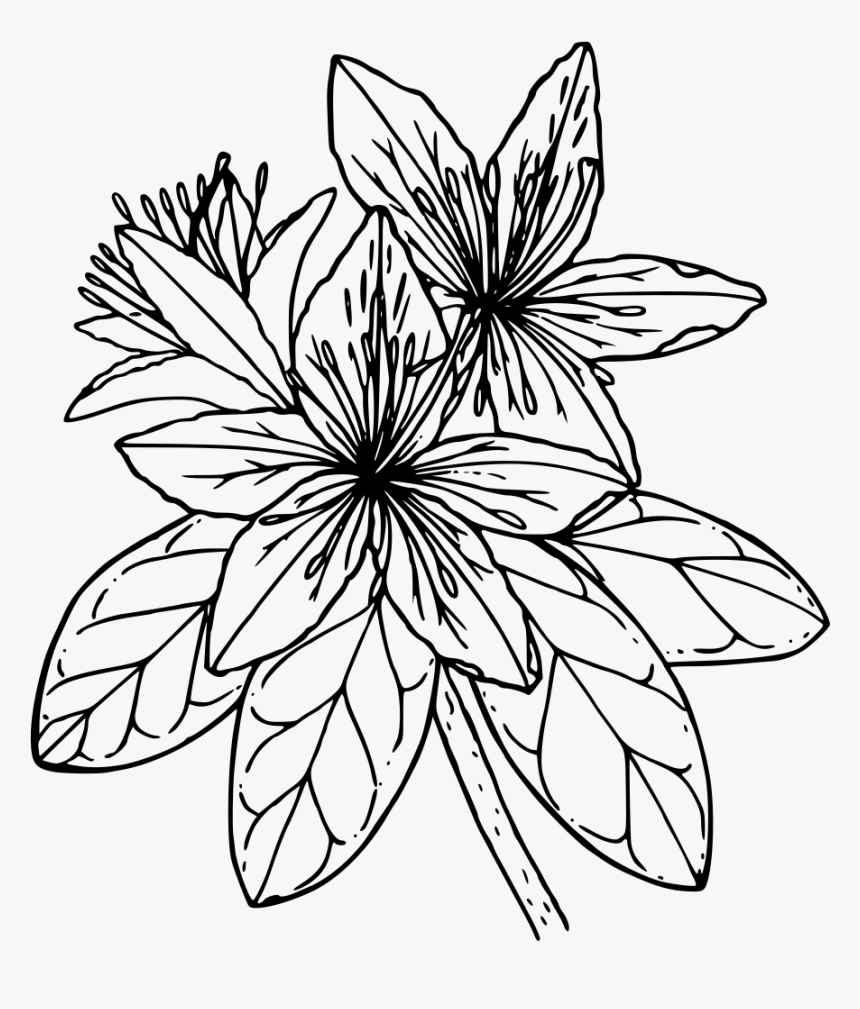 Pacific Azalea - Black And White Azalea, HD Png Download, Free Download