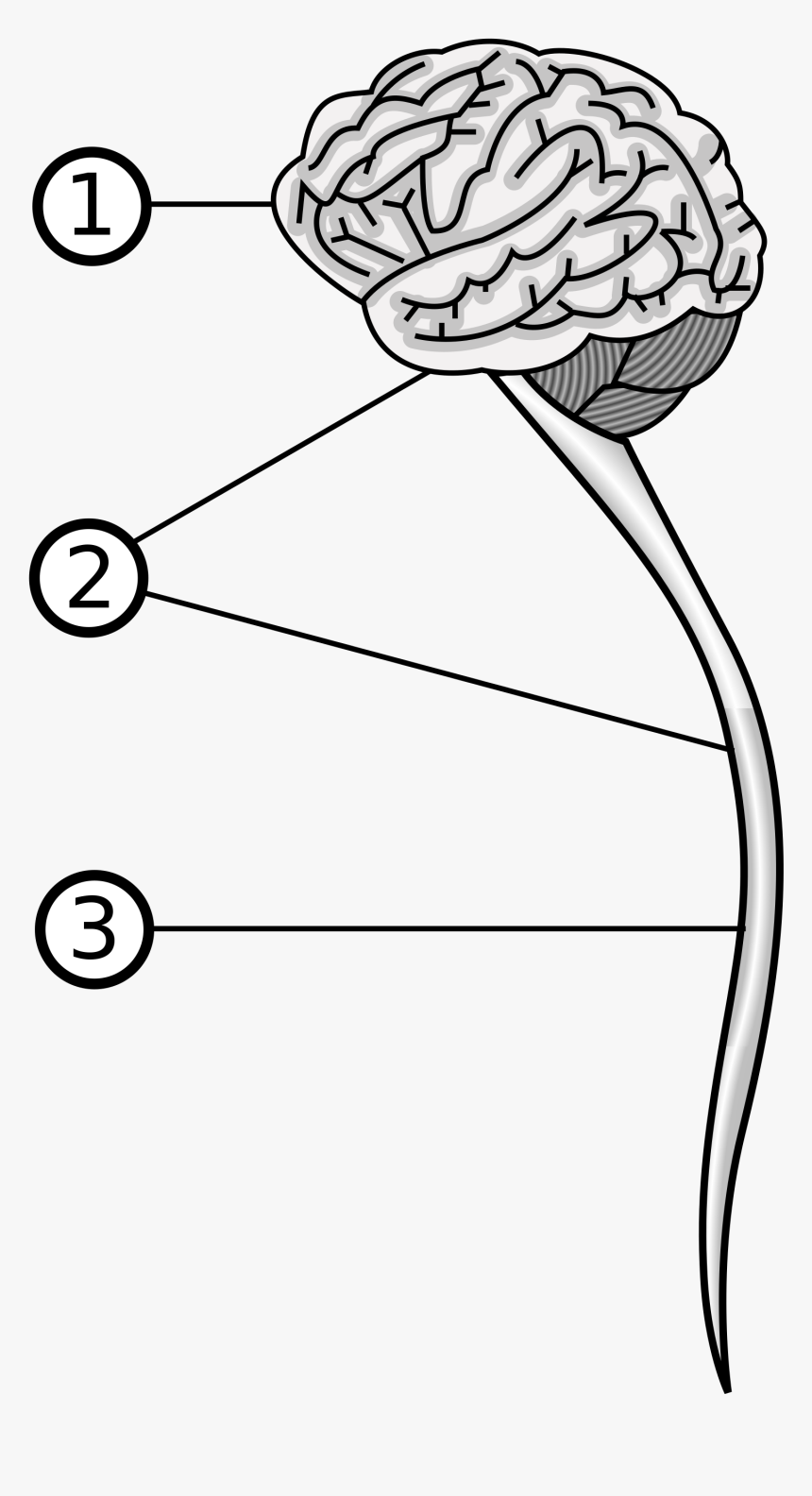 Central Nervous System - Central Nervous System Drawing, HD Png Download, Free Download