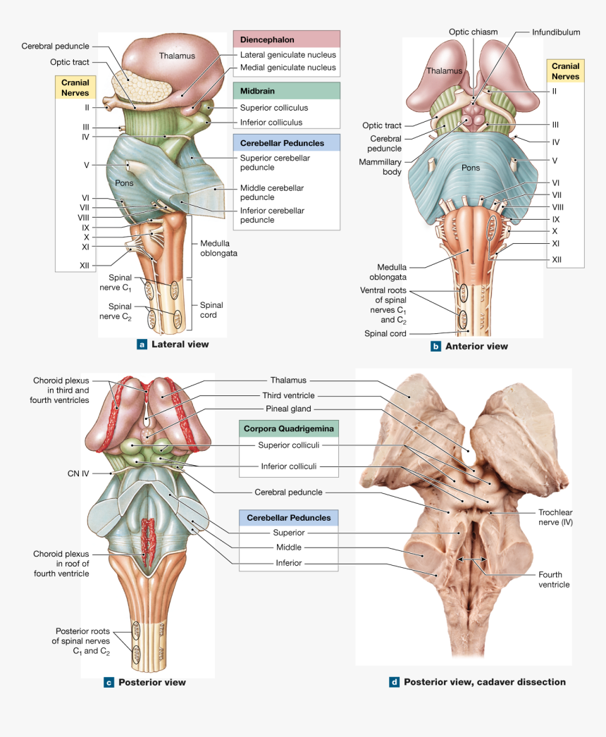 Cranial Nerves, Spinal Cord, Med School, Nervous System, - Medulla Oblongata Posterior View, HD Png Download, Free Download