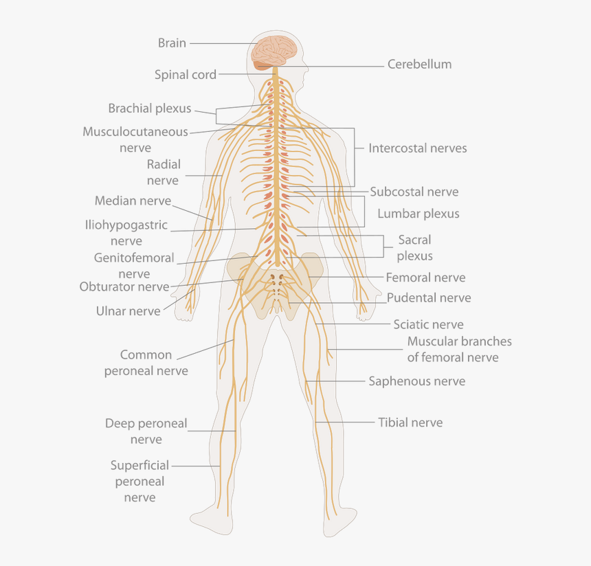 800px Te Nervous System Diagram - Human Body Nerve Cell, HD Png Download, Free Download