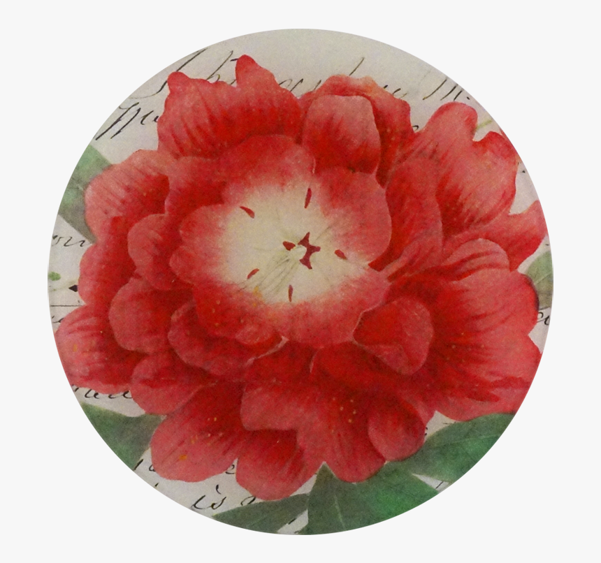 Azalea Png, Transparent Png, Free Download